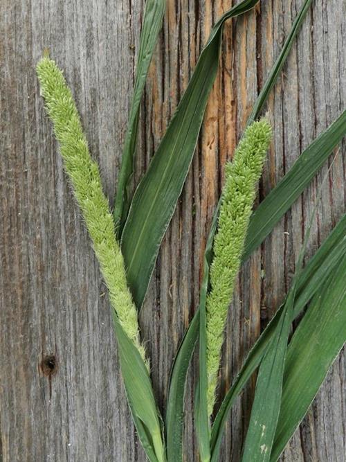 GREEN MILLET